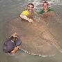 英国钓鱼者捕获巨型黄貂鱼（图） 动物世界