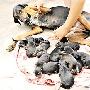 巴西狼犬18小时内产下15只小狗（图） 动物世界