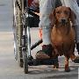 两岁腊肠狗每天帮主人推轮椅（图） 动物世界