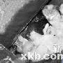 产崽母猫给老鼠喂奶（图） 动物世界