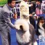 世界名犬温州“选美”（图） 动物世界