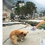 空城北川街头小狗守住空裹尸袋不离开（图） 动物世界