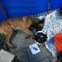 消防搜救队和搜救犬紧张工作（图） 动物世界