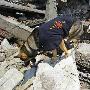 消防队员指挥搜救犬寻找幸存者（图） 动物世界