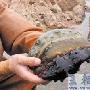 渔民海底打捞出罕见紫色海参（图） 动物世界