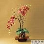 漂亮盆栽让冬日家居生机盎然