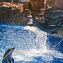 美国海豚表演空中飞跃撞上同伴死亡（图） 动物世界
