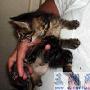 美国兽医接生罕见6条腿小猫（图） 动物世界