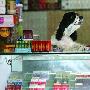 小狗帮主人看店（图） 动物世界
