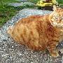意大利現實版“加菲貓”重達32斤（圖） 動物世界