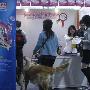 中国宠物网--上海嘉年华万人签名活动5（图） 动物世界