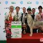 《2008年CKU广东全犬种冠军展（CAC）》赏励照集合 动物世界