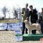 2008年CKU北京 金毛尋回獵犬、拉布拉多尋回獵犬單犬種冠軍展賞勵照彙總！ 動物世界