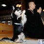 日本冲绳禅寺内小狗模仿主人祷告（图） 动物世界