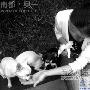 狗狗爱吃香蕉 主人嚼烂喂三狗（图） 动物世界