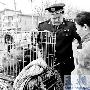 北京通州大規模整治“黑狗市”（圖） 動物世界