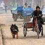 两代牧羊犬为七旬老人拉车5年 成街区明星（图） 动物世界