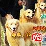 2008年CKU北京 金毛尋回獵犬、拉布拉多尋回獵犬單犬種冠軍展 動物世界