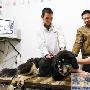 主动带狗狗免疫市民大增（图） 动物世界