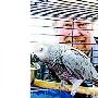 独腿鹦鹉被安装“义肢”（图） 动物世界