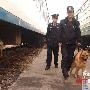 长铁公安使用搜爆犬对整修备用车辆车底安检（图） 动物世界