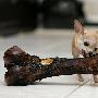 世界最小狗没有易拉罐大 四肢就像棒棒糖（图） 动物世界