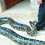 男子养蟒蛇当宠物 巨蟒出走一月又返回（图） 动物世界