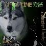 SHOW TIME《秀迷》第三期封面 動物世界
