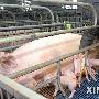 我国转基因克隆猪产下“荧光猪崽”（图） 动物世界