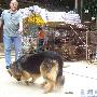 藏獒和德国牧羊犬看见狮子的不同反应（图） 动物世界