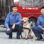 香港雌雄双犬屡建奇功 够"八卦"才当上佼佼者（图） 动物世界