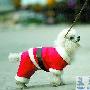 貴賓犬穿上“聖誕服”（圖） 動物世界