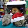 圣诞节加菲猫也疯狂（图） 动物世界