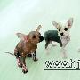 冠毛犬生下漂亮无毛犬（图） 动物世界