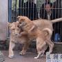 非洲狮不爱“狮哥”爱“狗妹”（图） 动物世界