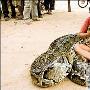 "超级巨蟒"成宠物 柬埔寨6岁男孩与蟒同眠6年（图） 动物世界