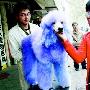 宠物店将白狗染色变紫狗 耗时1天花费千元（图） 动物世界