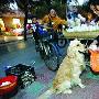 宠物金毛犬能帮主人买东西遛狗（图） 动物世界