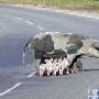 英国一母猪在马路上喂奶造成交通堵塞（图） 动物世界