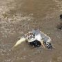受伤海龟重回大海前与潜水员拥抱告别（图） 动物世界
