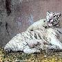 济南白虎“英雄母亲”4年产下37崽（图） 动物世界