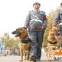 哈里豹子成徐州第一对防卫犬（图） 动物世界