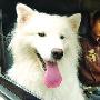 宠物的士现身街头 的士司机赴机场接狗（图） 动物世界