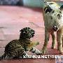 泰国动物园对猪进行表演训练（图） 动物世界