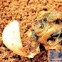 南宁：宠物龟产下的蛋经过孵化产下双胞胎 （图） 动物世界