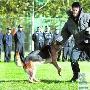 巡逻犬竞争缉毒犬“职称”（图） 动物世界