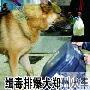 缉毒排爆犬郑州火车站上岗（图） 动物世界