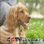 神奇可卡犬拥有"超能力"（图） 动物世界