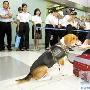 当班第一天就立功检疫犬在顺德港正式上岗（图） 动物世界