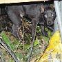 主人不明原因溺死水沟 忠犬哀嚎守护三天（图） 动物世界